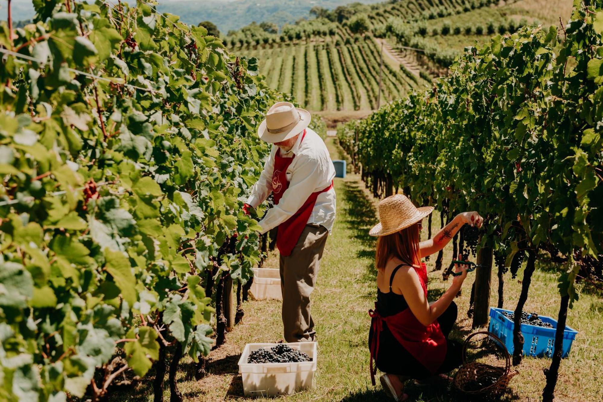 Spa Do Vinho Condominio Vitivinicola Bento Gonçalves Buitenkant foto Harvesting grapes in the Okanagan Valley